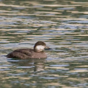 Black Scoter